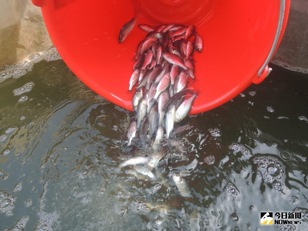 ▲復育海洋生態，金門水試所放流七星鱸魚苗（圖／金門水試所提供, 2018.04.17）