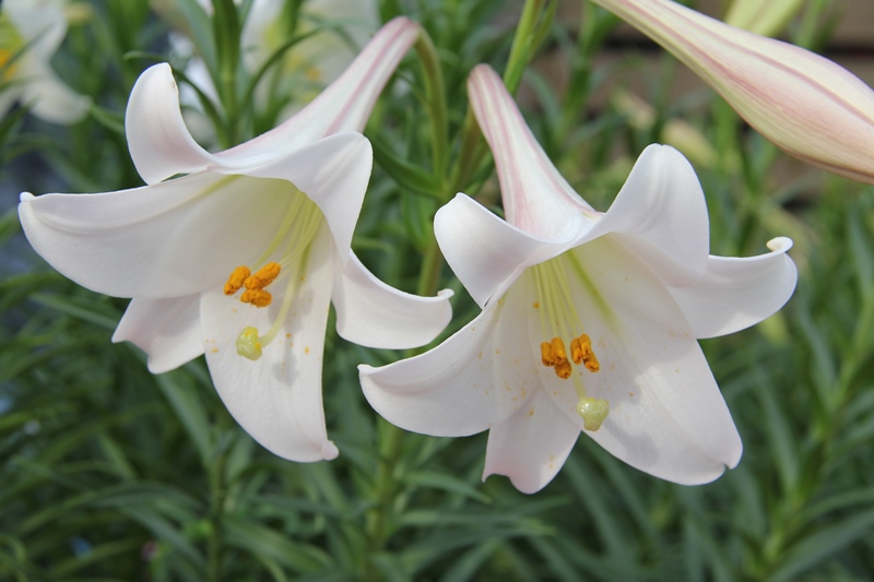 ▲台灣百合花朵上帶有酒紅色的條紋，有著淡雅的清香，新北市金山區萬株台灣百合怒放，預計花期到5月底。（圖／新北市農業局提供）