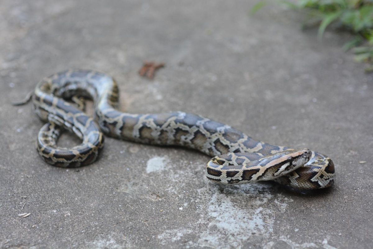 ▲金沙水庫周邊最近傳出有多隻大型緬甸蟒出沒，縣府提醒民眾夏季蛇類出沒頻繁，遇到蛇類入侵可聯絡相關單位處理，切勿過度恐慌。（圖／縣府提供 , 2018.04.22\\)