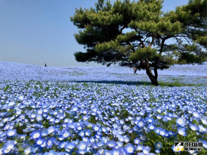 ▲日本國營常陸海濱公園每年 4 月下旬至 5 月上旬有多達 450 萬株粉蝶花同時盛開，夢幻美景令人目不暇給。（圖／記者陳致宇攝）