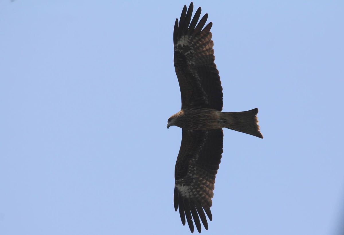 ▲每當晴朗午後約3點至5點間，在瑞芳動物之家周遭上空常可見到老鷹在天空振翅遨翔。（圖／鳥友呂翊維提供）