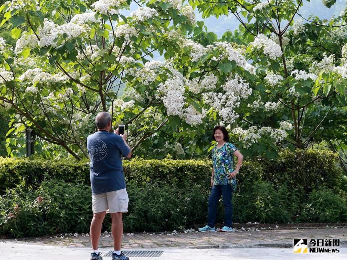 ▲油桐樹的樹梢上布滿了雪白的花朵，成為民眾拍照、打卡最美的背景。(圖／記者黃玿琮攝2018.4.29)
