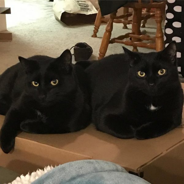 蘿倫說，她知道五個月大的黑貓在送養市場上已經不吃香了，於是決定二隻都帶回家。剛開始二兄弟有些害怕，甚至會對他們哈氣，但在習慣之後，牠們就變成二隻漂亮的撒嬌鬼～