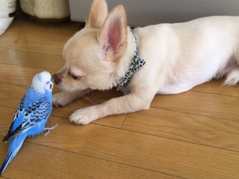 「不能睡不能睡不能睡…」　努力忍睡聽鸚鵡嘮叨的吉娃娃（圖／寵毛網）