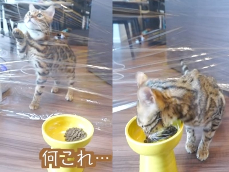 面對被保鮮膜包住的門口陷阱…果然貓咪還是高人類一等啊！（圖／寵毛網）