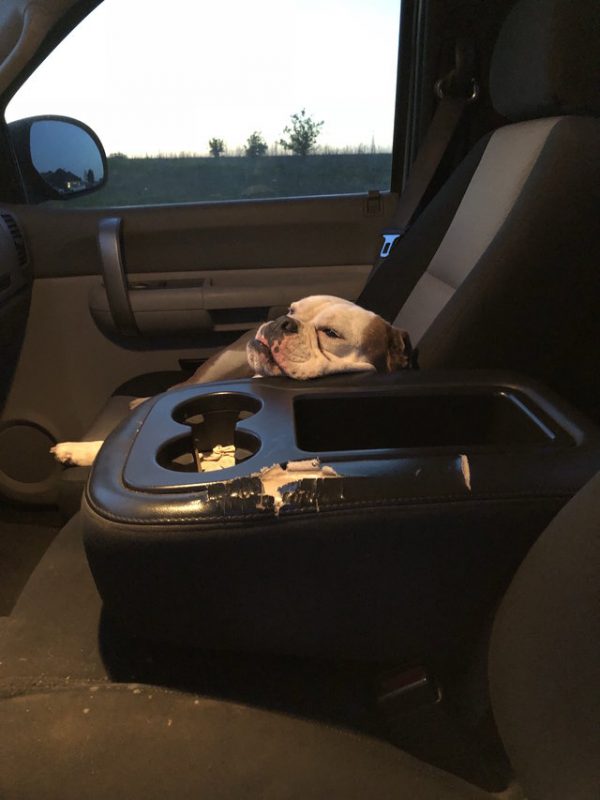 吉布森只是下車買個東西，回到車上就看到一隻陌生狗狗大剌剌地躺在他的副駕位子上！