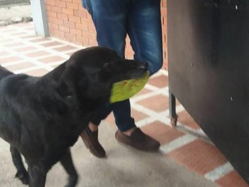 可愛校犬模仿學生買東西　天天咬樹葉到販賣部買餅乾！（圖／寵毛網）