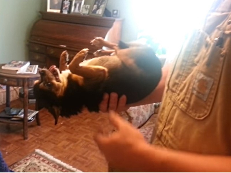 本汪全世界最喜歡爸爸！　一被討厭的哥哥抱起來就只好裝死了（圖／寵毛網）