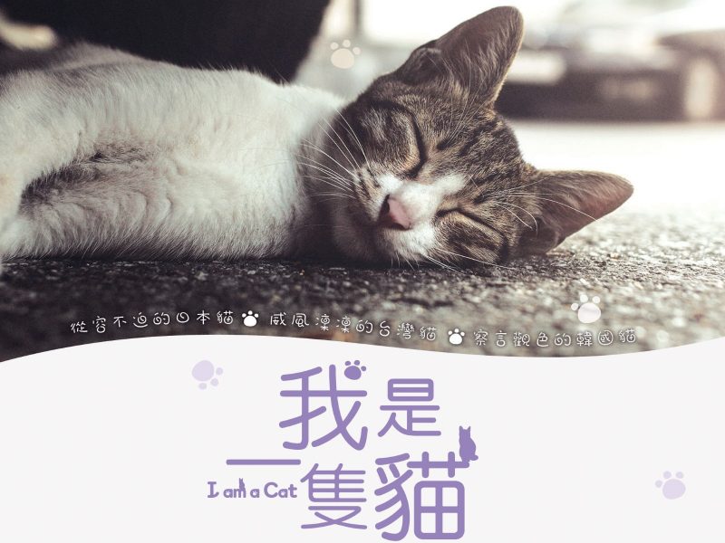 猴硐再登國際　韓片《我是一隻貓》探討街貓與人類共生的可能性
