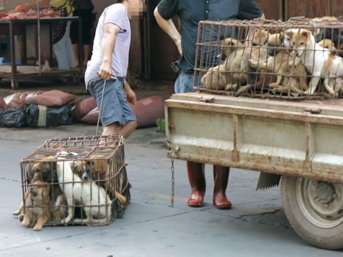世界愛犬聯盟發起白宮聯署　美國有望立法禁食狗肉（圖／寵毛網）
