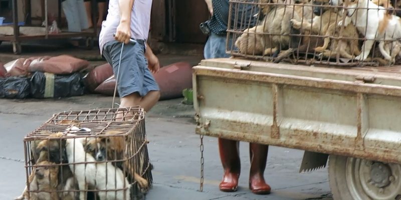 世界愛犬聯盟發起白宮聯署　美國有望立法禁食狗肉　
