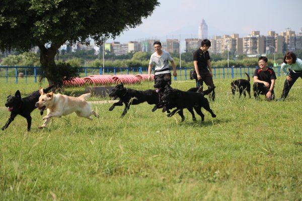 領犬員們還特地帶牠們到狗狗公園，讓壽星們放風跑跑。（圖／新北市政府警察局 警犬隊 NTPD K-9 Unit）