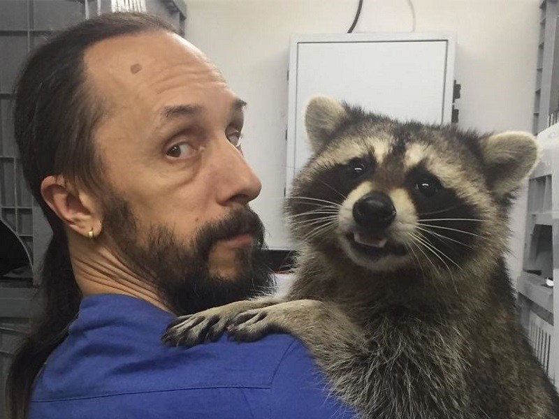 浣熊獸醫助理幫忙安撫生病狗狗　人氣扶搖直上變小明星！（圖／寵毛網）