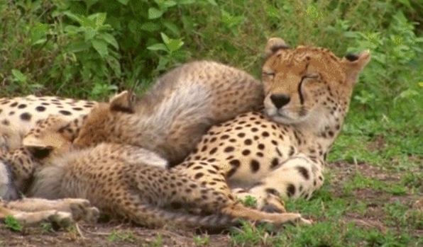 帶小孩再累也不會喊苦。