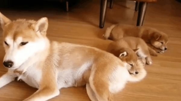 世界上最舒服的地方就是媽媽的尾巴。