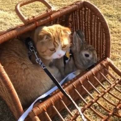 貓咪與好朋友兔兔。（圖／＠zoubrothers）