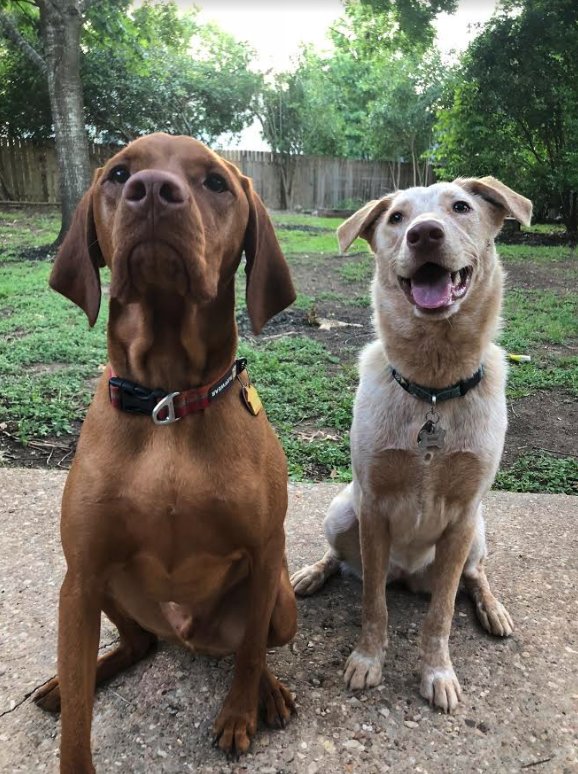 自從裝了狗門之後，這二隻好朋友每天都開心地玩在一起。