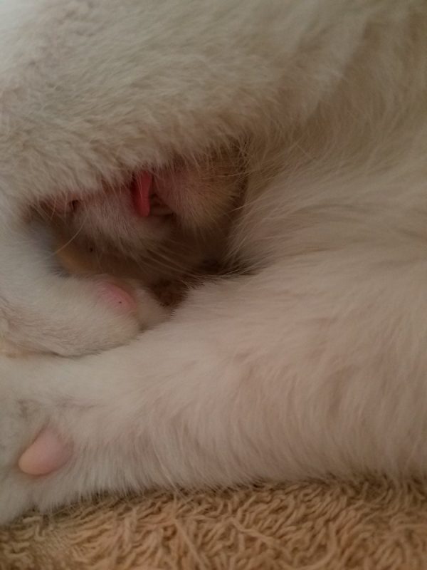 @mayuzu_maru：我家的ゆず丸也常常忘記把舌頭收回去呢！（圖／@mayuzu_maru）