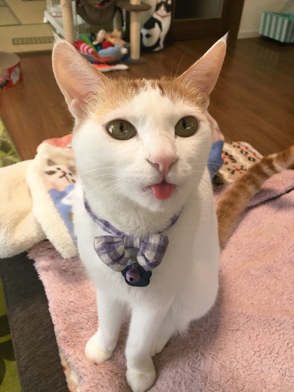 剛吃完點心的むぎ，看起來好像還在回味那美妙的滋味～（圖／@mugi411）