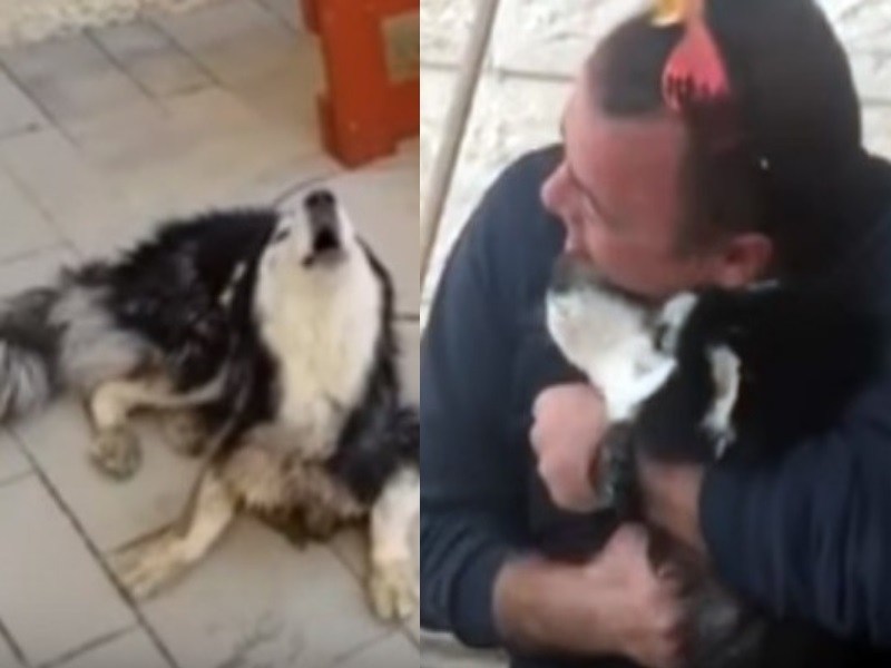 警察發現走失月月　主人請他播歌曲「如果會跟著唱就是我的狗」（圖／寵毛網）