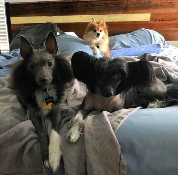 幾年後,莎拉決定再領養一隻狗狗—中國冠毛犬伊萊克特拉!剛開始伊萊克特拉也和瑞迪歐一樣有相處上的問題,但朱利葉斯主動親近牠,現在牠們也是好朋友了!