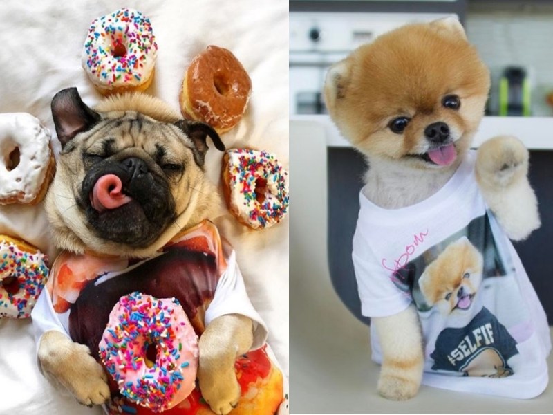 你的粉絲絕對沒牠多　超可愛寵物網紅一定要追蹤（圖／寵毛網）