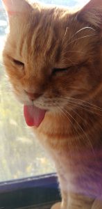 @sekiya18：請大家也看看我家的貓。（圖／@sekiya18）