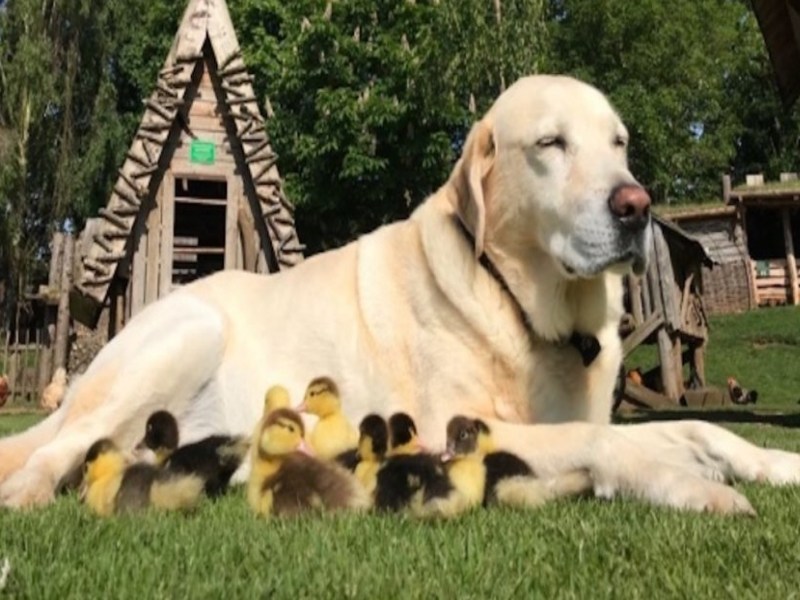 單身狗竟意外變成鴨子奶爸　照片超有愛只好報「緊」處理（圖／寵毛網）