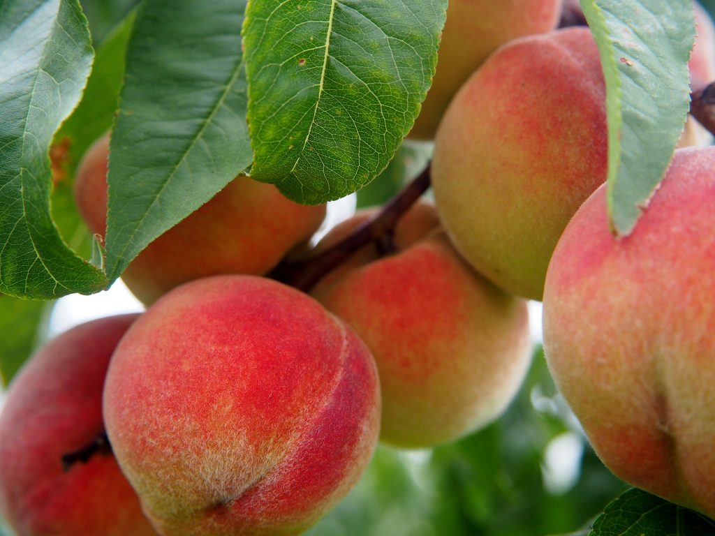 桃子擁有豐富的營養（圖／pixabay）