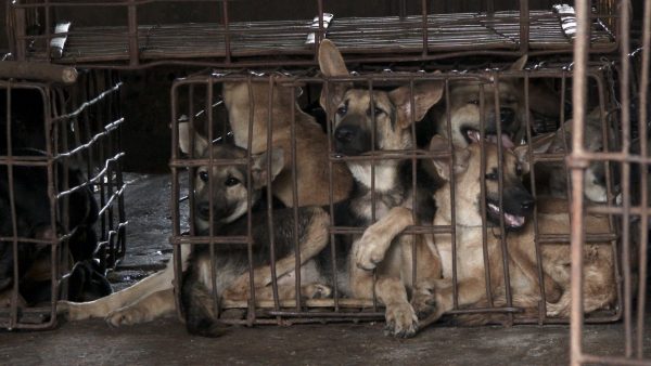 台灣目前已有明文立法禁食貓狗肉，也希望能推廣動保觀念到全世界，不要再有貓狗受到人為迫害或濫殺捕食。