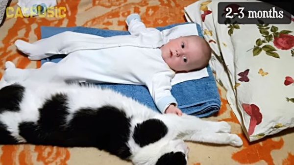 但是很快的，Pusic就習慣了小寶寶的存在，還可以在他身邊放鬆睡覺。