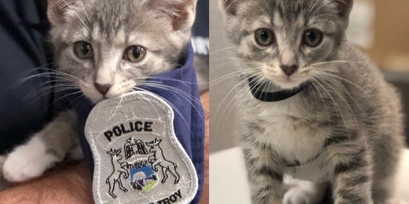 美警方推特上豪語追蹤數破萬聘警貓　整間警局都迅速變貓奴啦！　　
