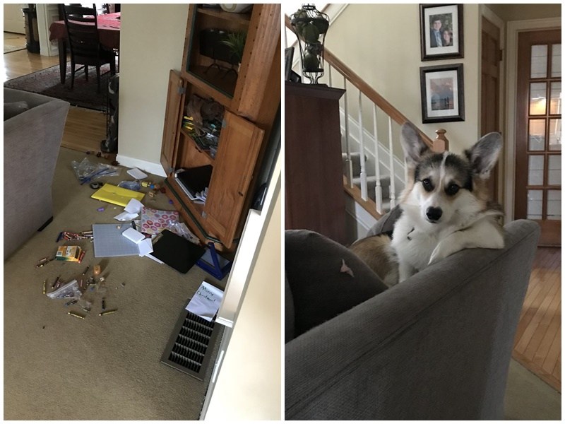 主人回家後家中一片狼藉　見到兇手對方不只裝沒事還很怡然自得（圖／寵毛網）