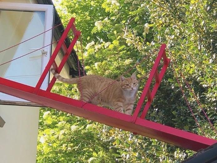 貓咪愛跳屋頂　貓奴怕牠摔落蓋金門大橋給牠走！（圖／寵毛網）