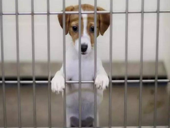英國將立法禁止寵物店販售小狗　政府表態拒絕黑心繁殖場（圖／寵毛網）