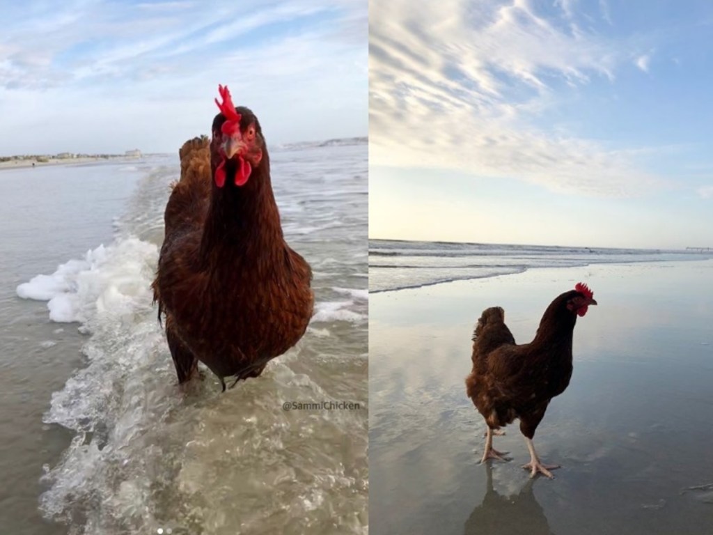 另類咕咕雞網紅　主人為牠開IG還帶牠到處趴趴走！（圖／寵毛網）