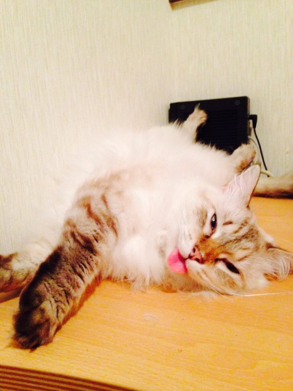 @Fozenomu：請大家看看我家的是如何用華麗的姿勢忘記收回舌頭的！（圖／@Fozenomu）