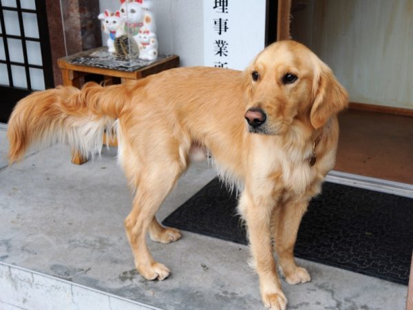 今年兩歲的安迪，曾在關西導盲犬協會（京都）接受過導盲犬的訓練，但由於體重減輕和體力問題，所以被評為不適任導盲犬的工作，因緣際會下牠來到了這有名的貓寺，展開牠狗生的新事業。