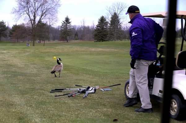 教練在暴怒的鵝媽媽面前放了一堆高爾夫球桿阻止牠繼續暴走。（圖／DEVON GILSON-PITTS）