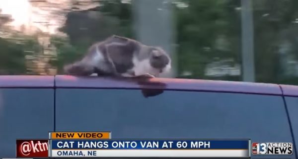 這段驚險的影片由美國新聞台 KETV披露。一家人在高速公路上發現有一台廂型車的車頂竟然有一隻貓咪趴在上面！當時時速接近60英哩，貓咪很顯然是嚇壞了。