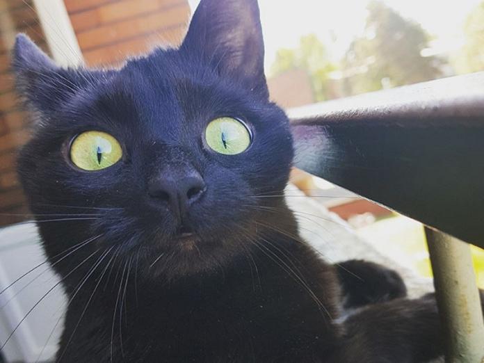 黑貓第一次到陽台放風　看到什麼都好驚訝！
