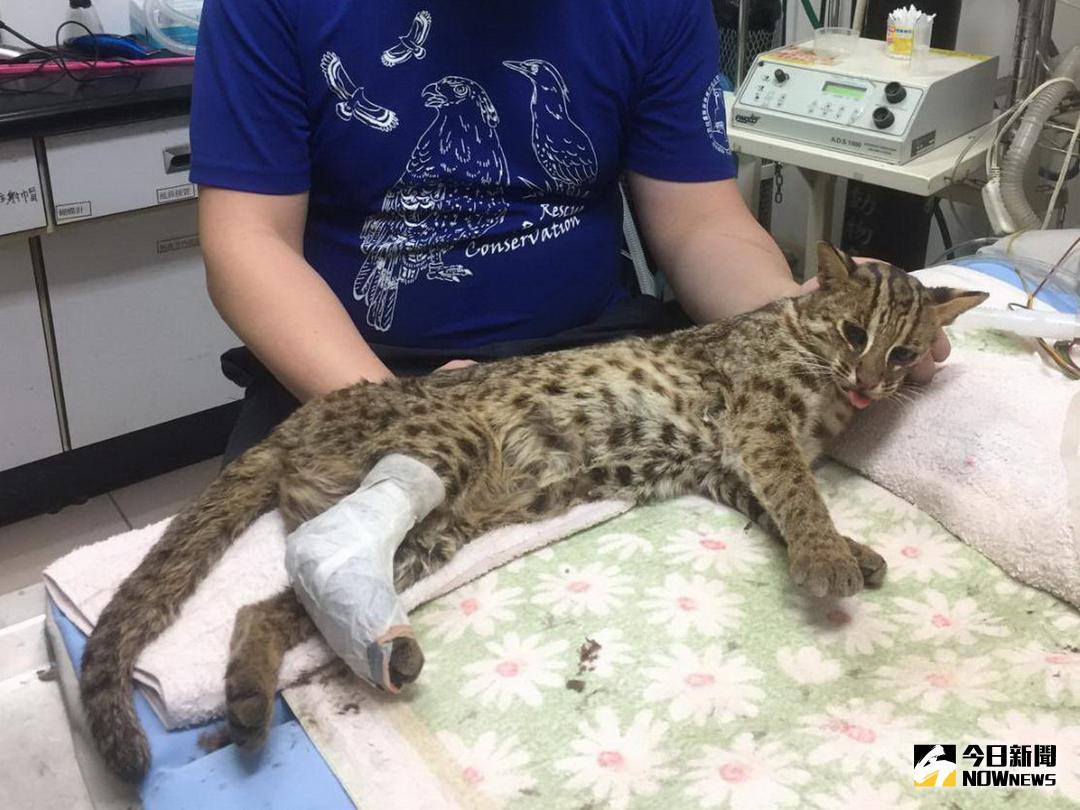 ▲苗栗縣提出的《石虎保育自治條例》，遭到議員質疑「恐讓苗栗開發受限」。（圖／資料照片, 2018.3.26\\)