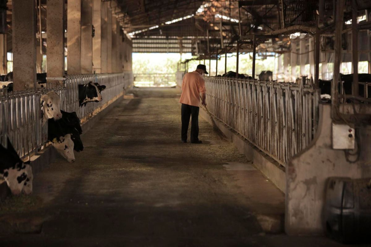 強化酪農產業韌性 明年元旦起乳牛保險全面納保