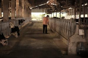 強化酪農產業韌性　明年元旦起乳牛保險全面納保
