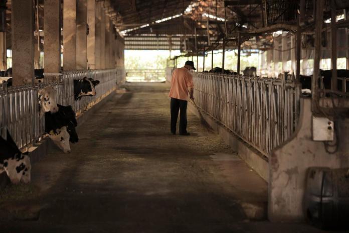 ▲自115年起乳牛死亡保險由任意保險改為強制保險，加強保障農民收益。（圖／資料照片）