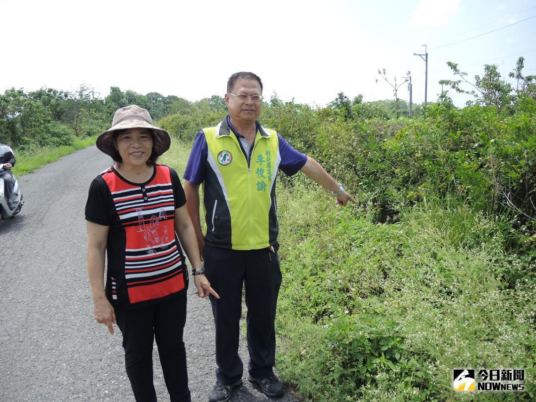 ▲有毒植物銀膠菊入侵南彰化，舊濁水溪沿岸已遭大量銀膠菊占據，縣議員李俊諭邀請農業處、水資處派員實勘，要求儘速派員清除。（圖／記者陳雅芳攝，2018.05.02）