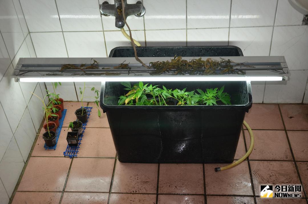 ▲台中市警方擴大追查大麻案，另在彰化查獲一處大麻種植場（圖／記者鄧力軍翻攝 , 2018.05.05\\)