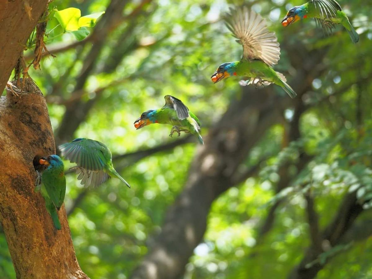 ▲倪小姐在台南東寧運動公園拍到五色鳥返巢育雛畫面。（圖／拍鳥俱樂部倪小姐攝，2018.05.07）