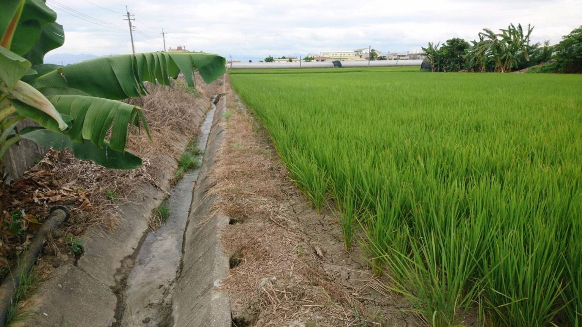 ▲目前為水稻生殖生長階段卻遇缺水，政府有補助計畫因應，農民可向農田水利會申請。（圖／嘉義縣政府提供 , 2018.05.08）