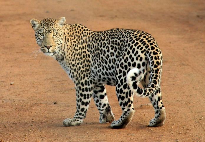 ▲一名 3 歲男童和保母及家人一同前往野生動物公園遊玩，大人一時不注意，男童竟被花豹叼走，隔天找到時僅剩屍骨，死狀相當淒慘駭人。（示意圖／取自pixabay）